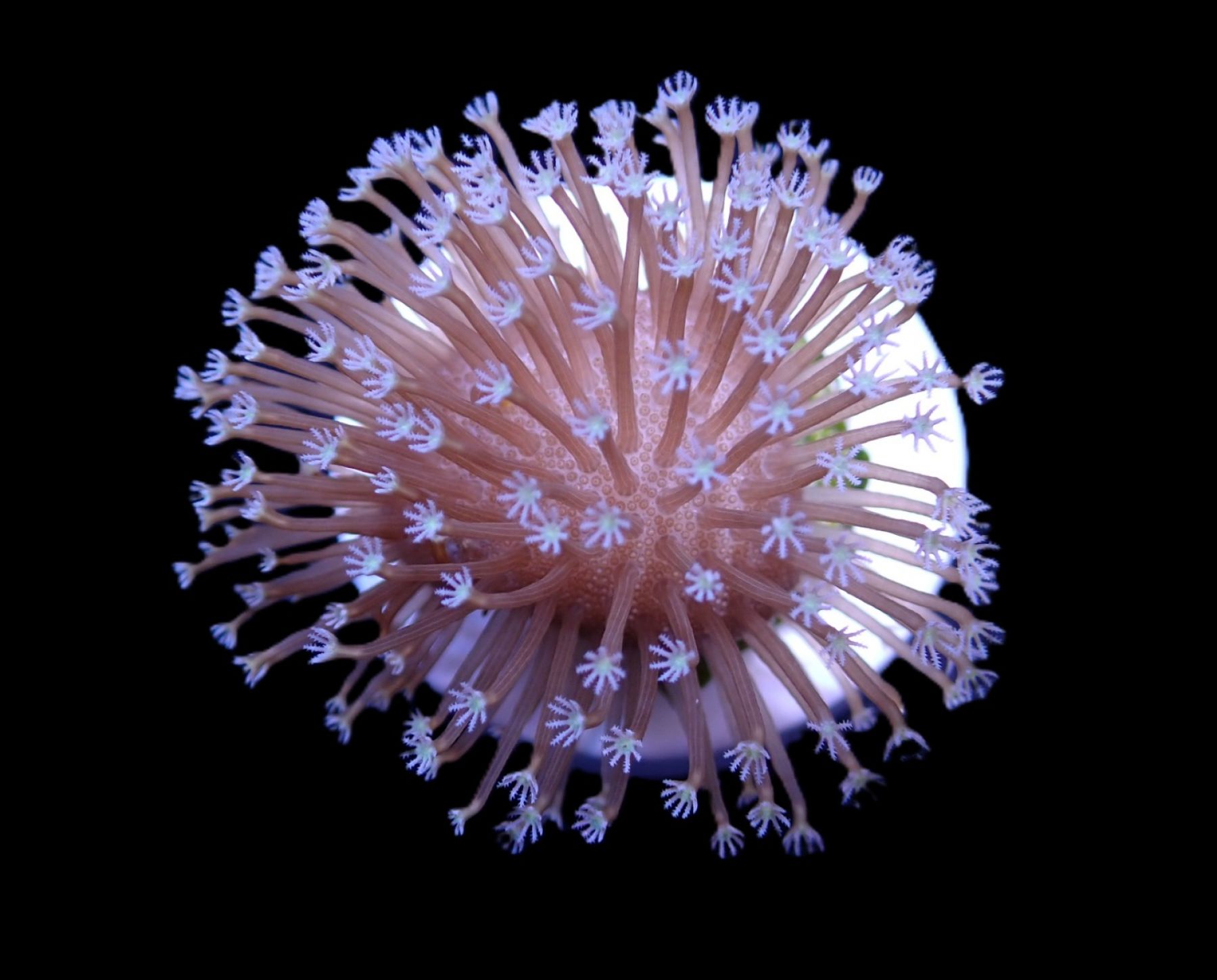 Sarcophyton ehrenbergi Trauerweide